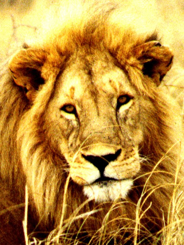 Africa